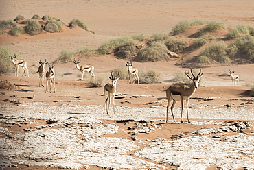 A Group Of Springbok (Antidorcas Marsupialis) Antelopes In The Sand Of Namib Desert, Namibia