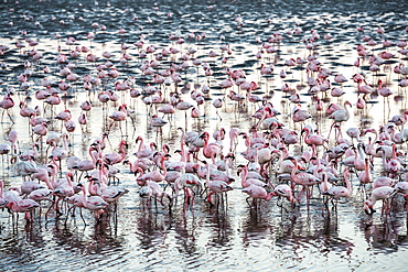 A Huge Colony Of Pink And White Flamingos Feeding During Sunset At Walvis Bay On The Namibian Coast, Namibia