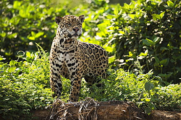 Jaguar (Panthera Onca) Stretching Neck On Leafy River Bank, Mato Grosso Do Sol, Brazil