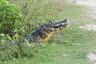 Close Up Of Yacare Caiman (Caiman Yacare) Eating Small Fish, Mato Grosso Do Sul, Brazil