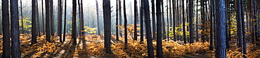 Panorama Of Pine Trees In A Forest, Surrey, England