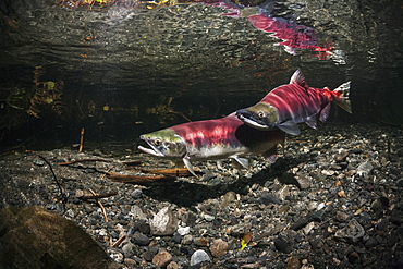 Underwater View Of A Sockeye Salmon (Oncorhynchus Nerka) Spawning Pair And A Challenger Male In Power Creek Near Cordova, Alaska In The Summer, Alaska, United States Of America