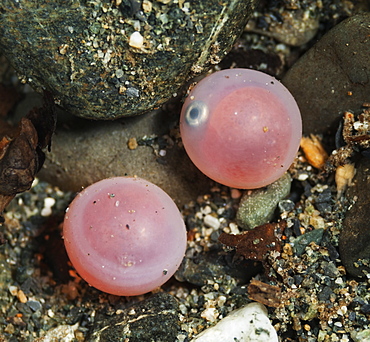 Underwater View Of Developing Sockeye Salmon (Oncorhynchus Nerka) Eggs In Power Creek Near Cordova And Prince William Sound, Alaska, United States Of America