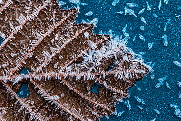 Close Up Of Frost On Leaf, Southeast Alaska, Alaska, United States Of America