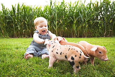 Infant Boy Playing With Young Pigs On A Farm In Northeast Iowa, Iowa, United States Of America