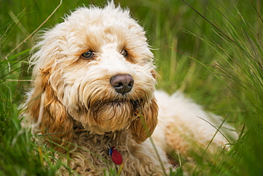 A Blond Cockapoo Lays In The Tall Grass, South Shields, Tyne And Wear, England