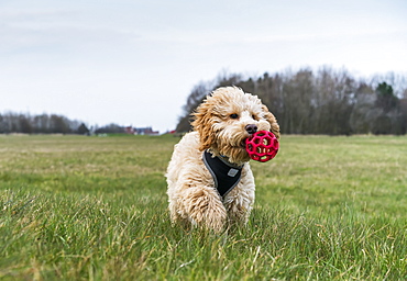 A Dog Walks In A Grass Field With A Toy Ball In It's Mouth, South Shields, Tyne And Wear, England