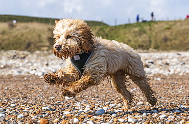 A Wet Dog Runs Across A Pebble Beach, South Shields, Tyne And Wear, England