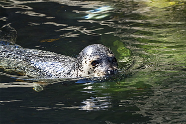 Harbor Seal (Phoca Vitulina) Swimming, Alaska, United States Of America