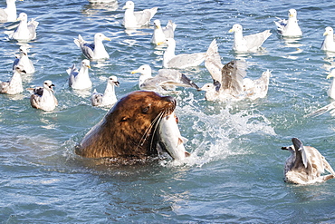 A Sea Lion Swims Into The Fish Weir Area And Grabs A Pink Salmon (Oncorhynchus Gorbuscha), Allison Point, Outside Valdez, Alaska, United States Of America