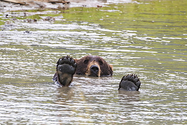 Brown Bear (Ursus Arctos) Plays In The Pond In The Alaska Wildlife Conservation Center, South-Central Alaska, Portage, Alaska, United States Of America