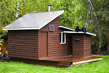 Two Black Bears Lying On The Roof Of Building In Summer, Southcentral Alaska, USA