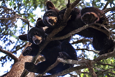 Black Bear (Ursus Americanus) Cubs Resting On The Tree Branches, South-Central Alaska, Alaska, United States Of America