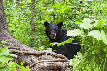 Black Bear Sitting Among The Forest Understory In Summer, Southcentral Alaska, USA