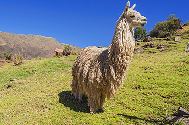 An Alpaca (Vicugna Pacos) On A Hillside In The Foothills Of The Andes Mountains Near Cusco, Peru