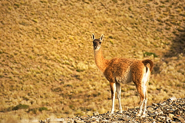 Guanaco (Lama Guanicoe) In The Dry Andes Of Argentina, Mendoza, Argentina