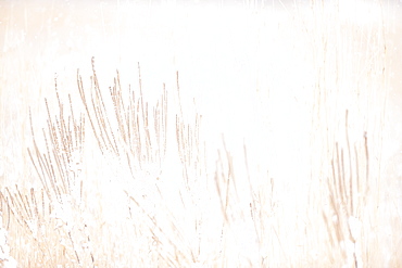 Vervain And Prairie Grasses In Smith Prairie In A Snowstorm, Hubbard County, Minnesota, United States Of America