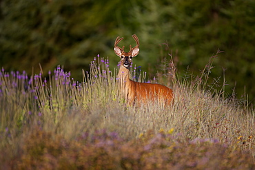 Whitetail Deer Buck (Odocoileus Virginianus) With Antlers In Velvet In Smith Prairie, Hubbard County, Minnesota, United States Of America