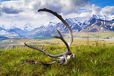 Caribou (Rangifer Tarandus Caribou) Antlers On The Grass With Snow Capped Mountains In The Background, Denali National Park And Preserve, Central Alaska, Alaska, United States Of America