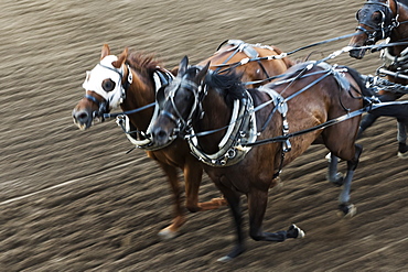 Horses In A Chuckwagon Race, Lakeview Calgary Stampede Event, Calgary, Alberta, Canada