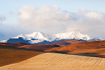 Alberta Landscape With Golden Fields In The Foothills And The Canadian Rockies In The Distance, Alberta, Canada