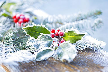 A Holly Branch With Berries And Fir Boughs Covered In Frost On A Wooden Board In Selective Focus, British Columbia, Canada