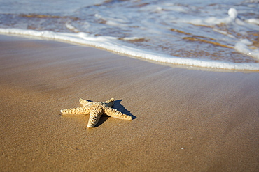 Sea Star Washes Ashore On A Beach, Maui, Hawaii, United States Of America