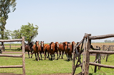 Horses Running In A Corral On A Horse Ranch, Argentina