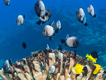 A School Of Hawaiian Dascyllus (Dascyllus Albisella), A Hawaiian Endemic Fish, Over A Bleached Antler Coral (Pocillopora Eydouxi) Off The Kona Coast, Kona, Island Of Hawaii, Hawaii, United States Of America