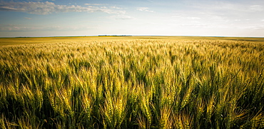 View Over A Green And Golden Wheat Field, Saskatchewan, Canada