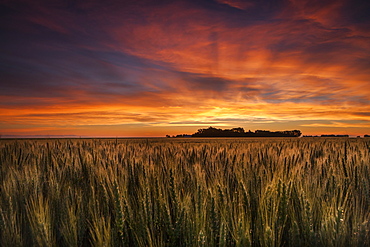 Colourful Sky At Sunrise Over A Wheat Field, Saskatchewan, Canada