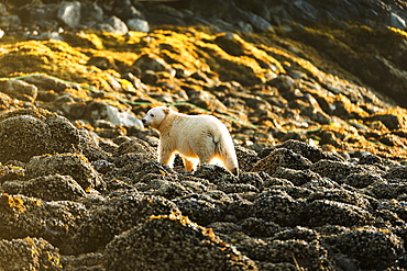 Spirit Bear (Ursus Americanus Kermodei) On The Beach, Great Bear Rain Forest, Gribbell Island, British Columbia, Canada