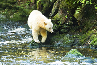 Spirit Bear (Ursus Americanus Kermodei) Walking Along The River's Edge With Reflection In The Water, Great Bear Rain Forest, Gribbell Island, British Columbia, Canada