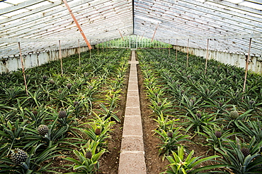 Ananas Plantation, Faja De Baixo, Sao Miguel, Azores