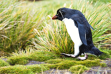 Rockhopper Penguin Walking In The Tall Grass