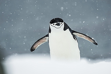 Chinstrap Penguin (Pygoscelis Antarctica) In A Snowfall, Half Moon Island, South Shetland Islands, Antarctica