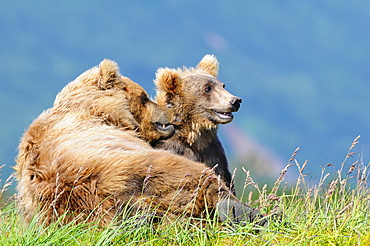 Brown Bear (Ursus Arctos) And Cub, Katmai National Park, Alaska, United States Of America