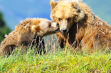 Brown Bear (Ursus Arctos) And Cub Playing, Katmai National Park, Alaska, United States Of America