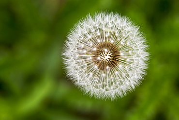 Extreme Close Up Looking Down On The Plant Of A Dandelion Fuzzy Seeds, Calgary, Alberta, Canada