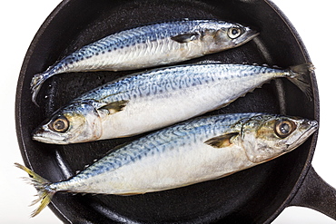 Three Whole Mackerel Fish In A Cast Iron Skillet And A White Background, Calgary, Alberta, Canada