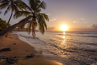 A Palm Tree Silhouette At Sunset, St. Croix, Virgin Islands, United States Of America