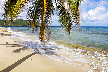 A Gorgeous Palm Tree Stretches Out Over The Beach, St. Croix, Virgin Islands, United States Of America