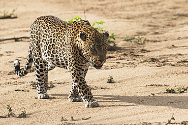 Leopard (Panthera Pardus), Sabi Sand Game Reserve, South Africa