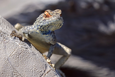 Lizard Lookng Over A Rock In The Desert, Namibia