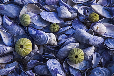 Dried Up Sea Urchin Shells Lie Admist A Bed Of Shells Along The Shoreline Of The Ocean, South Africa