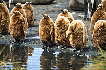 Juvenile King Penguins (Aptenodytes Patagonicus) Standing At The Water's Edge