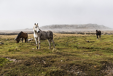 Wild Horses Standing In A Foggy Field