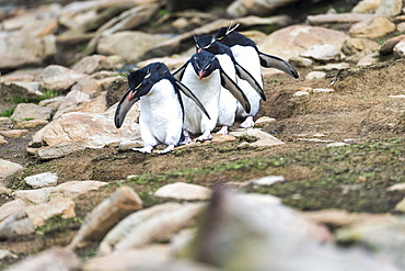 Rockhopper Penguins (Eudyptes) Walking In A Row