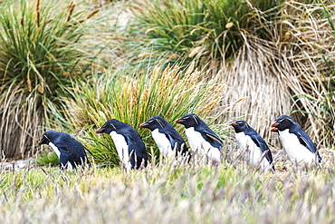 Gentoo Penguins (Pygoscelis Papua) Walking In A Row