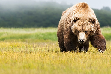 Brown Bear (Ursus Arctos) Walking Across A Grass Field Towards The Camera